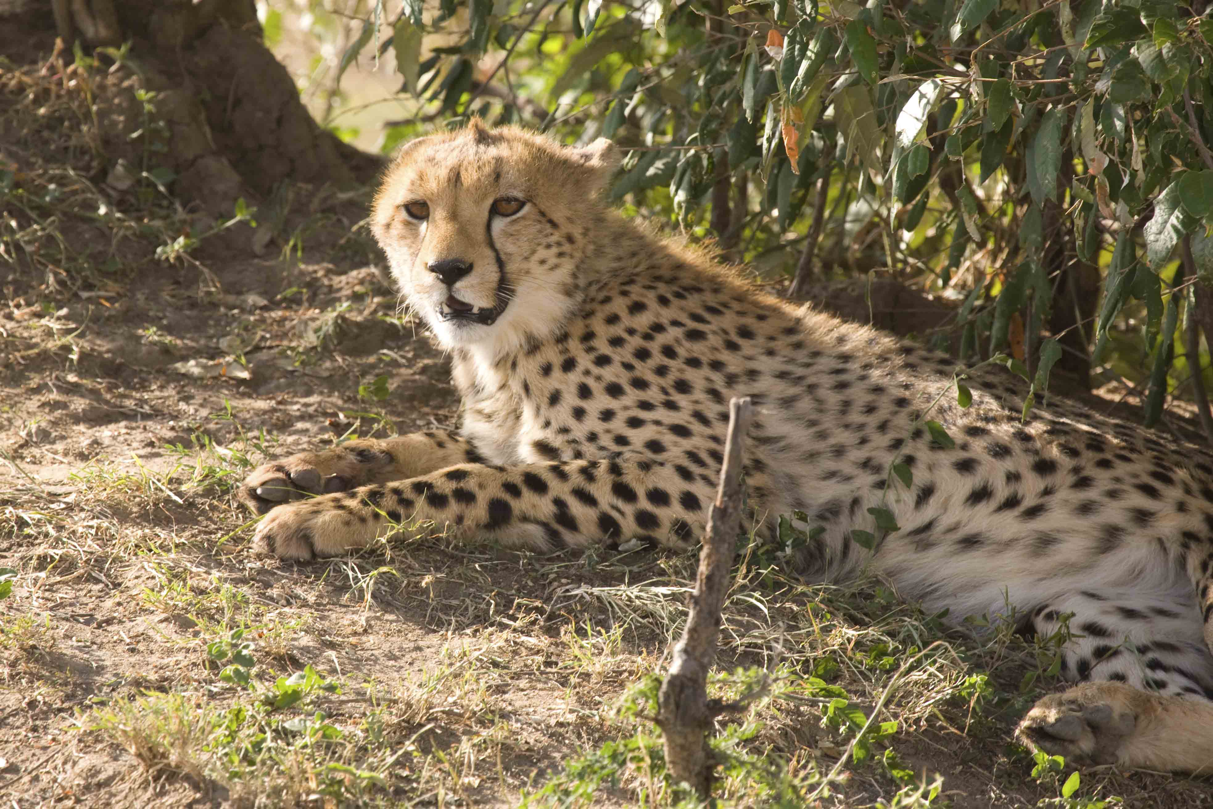 West Saharan Montane Xeric Woodlands One Earth